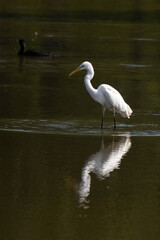 Obraz premium Grande Aigrette