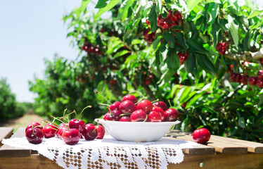 ripe juicy cherry berry in white bowl on lace napkin on table in cherry garden