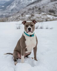 Dog sitting in snow
