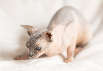 Hairless domestic pet, kitten of Sphynx breed