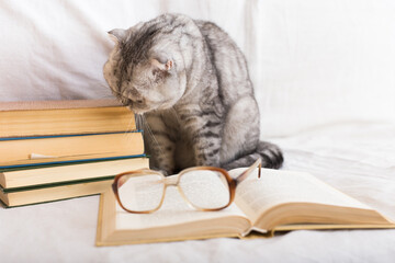 Interested gray striped scottish fold cat sitting near open book and eyeglasses