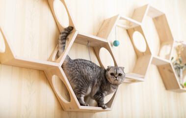 Inquisitive young gray scottish fold cat sitting on wall mounted wooden shelf, watching around curiously