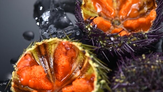 Sea Urchin with caviar close-up, on black background. Fresh open sea urchins with ice, ready to eat. Delicatessen food. Traditional Mediterranean food. Roe. Sea food closeup , top view