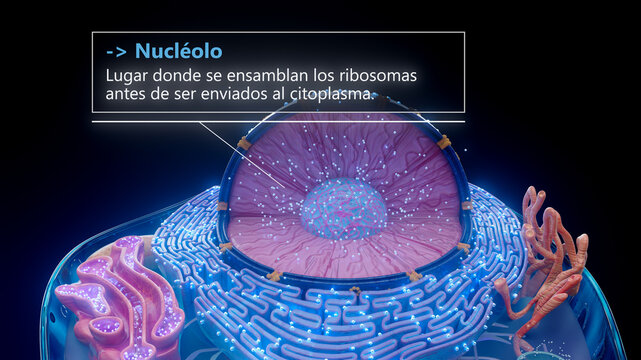 3D illustration of the nucleolus inside a cell nucleus in spanish