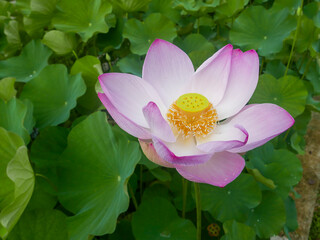 An Indian lotus flower (Nelumbo nucifera) on a Tortuguero canal in Tortuguero National Park.
