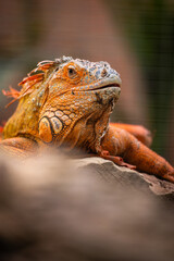 Nahaufnahme eines bunten Leguans