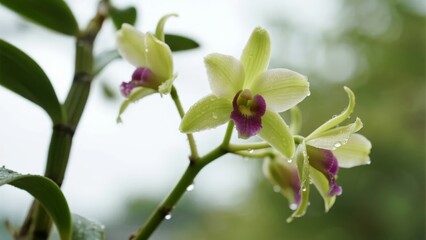 Close-up of light green orchid flowers with purple centers and water droplets on petals