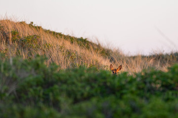 Ein Reh in einer D&uuml;ne