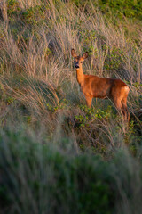 Ein Reh in einer D&uuml;ne