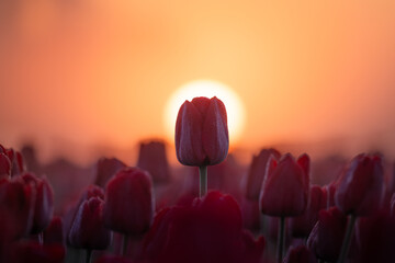 Holl&auml;ndisches Tulpenfeld zum Sonnenaufgang