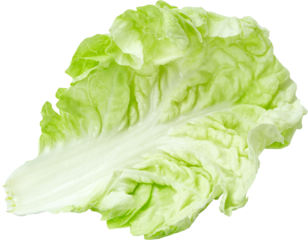 Fresh cabbage leaf Fresh green leaf of Chinese cabbage . Vibrant Chinese Napa cabbage showcases freshness and healthy eating against a pristine white backdrop offering culinary potential