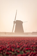 Tulpenfeld mit Windm&uuml;hle zum Sonnenaufgang.