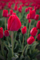 Holl&auml;ndisches Tulpenfeld zum Sonnenaufgang