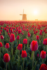 Tulpenfeld mit Windm&uuml;hle zum Sonnenaufgang.