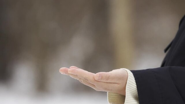 Varied Tit and Marsh Tit Feeding Peanuts from Human Hand in Winter 4K HDR