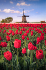 Tulpenfeld mit Windm&uuml;hle zum Sonnenaufgang.