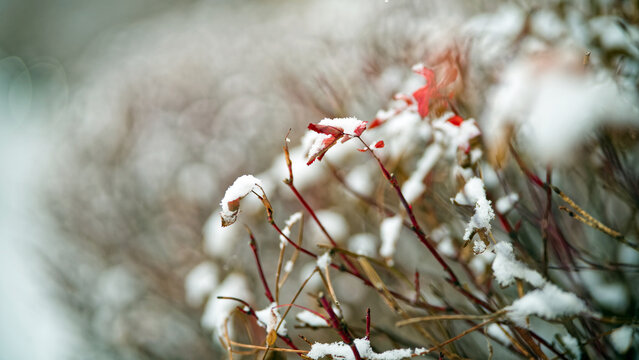 Dry leaves and thin twigs under the first snow. Concept of changing seasons, weather forecast, and climate temperature. Photo