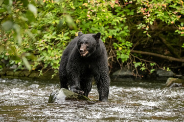 Fototapeta premium bear in the water
