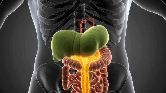 Anatomical Illustration of Human Gallbladder and Bile Release