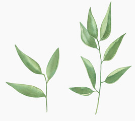 Watercolor Floral, watercolor green branches and leaves Illustration. Hand painted isolated on white background.