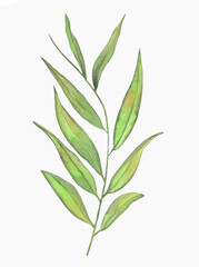 Watercolor Floral, watercolor green branches and leaves Illustration. Hand painted isolated on white background.