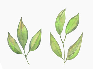 Watercolor Floral, watercolor green tea branches and leaves Illustration. Hand painted isolated on white background.