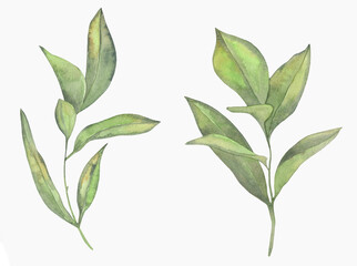 Watercolor Floral, watercolor green tea branches and leaves Illustration. Hand painted isolated on white background.