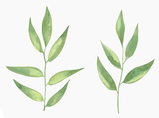 Watercolor Floral, watercolor green branches and leaves Illustration. Hand painted isolated on white background.