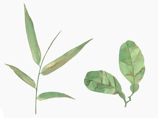 Watercolor Floral, watercolor green branches and leaves Illustration. Hand painted isolated on white background.