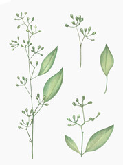 Watercolor Eucalyptus, watercolor eucalyptus branches and leaves. Hand painted isolated on white background.