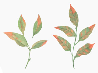 Watercolor Floral, watercolor red green branches and leaves Illustration. Hand painted isolated on white background.