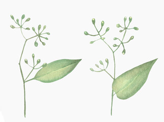 Watercolor Eucalyptus, watercolor eucalyptus branches and leaves. Hand painted isolated on white background.