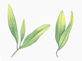 Watercolor Floral, watercolor green branches and leaves Illustration. Hand painted isolated on white background.