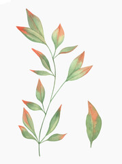 Watercolor Floral, watercolor red green branches and leaves Illustration. Hand painted isolated on white background.