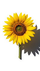 Naklejka premium Vibrant Yellow Sunflower Blossom with Striking Shadow on Pristine White Background