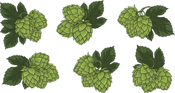 Green hop cones with leaves on white background for brewery or beer concept