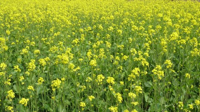 Blooming Yellow Mustard Flower Field in Rural Countryside