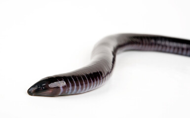 Obraz premium Gaboon caecilian // Kamerun-Erdwühle, Kamerun-Blindwühle (Geotrypetes seraphini)