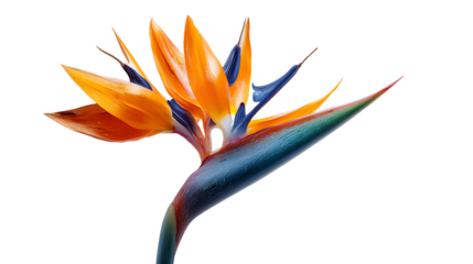 red and yellow tulip