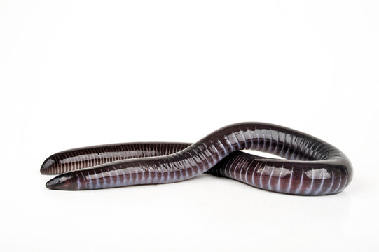 Gaboon caecilian // Kamerun-Erdw&uuml;hle, Kamerun-Blindw&uuml;hle (Geotrypetes seraphini)