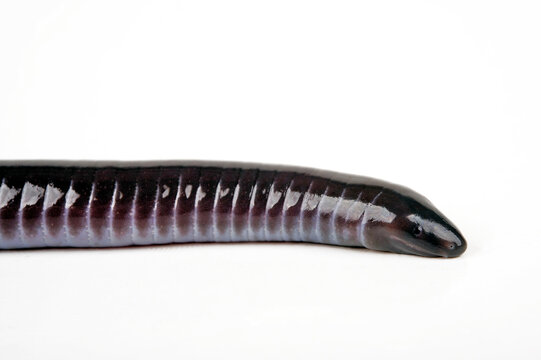 Gaboon caecilian // Kamerun-Erdw&uuml;hle, Kamerun-Blindw&uuml;hle (Geotrypetes seraphini)