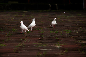 Four White Doves Walking On Brick Pavement In Urban Park