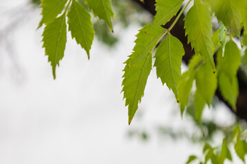 Fresh green tree leaves hanging on branches with soft blurred background, symbolizing nature, growth, and natural freshness