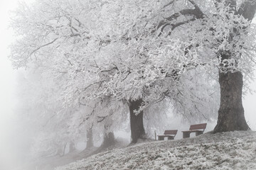 Still, im Nebel zu wandern I