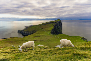 Sheep grazing on green coastal hills at Neist Point on the Isle of Skye, Scotland, peaceful rural landscape with ocean view, traditional countryside and natural travel scenery.