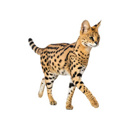 Fototapeta premium Serval cat isolated on transparent background