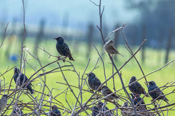 Flock of European starlings perched on bare branches in a green field, showing social bird behavior and natural wildlife scene