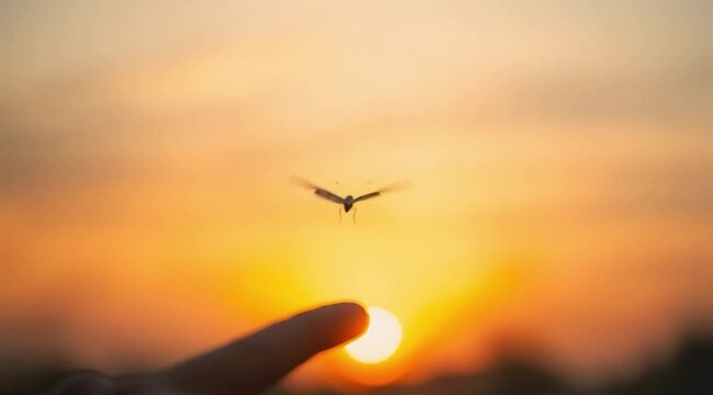 Butterfly Resting on Finger Tip Against Golden Sunset Sky. Butterfly resting finger tip hand touch freedom inspiration nature concept hope serenity golden sunset sunrise silhouette sky background