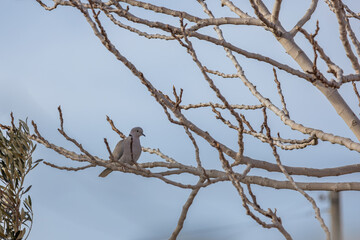 Eurasian collared dove perched on bare tree branches against a soft blue sky, capturing calm wildlife moment and minimal natural composition