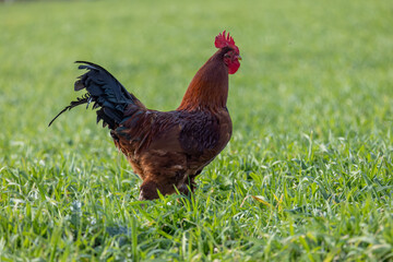 Free-range rooster standing on green grass in a rural field, showcasing natural poultry farming and vibrant countryside life